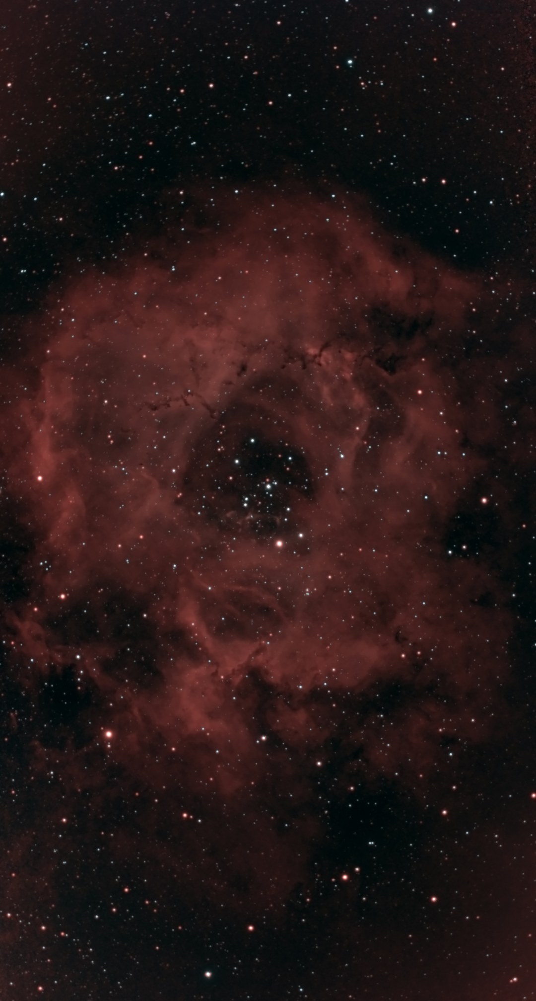 The Rosette Nebula (C49) from Lakeway, Texas with a ZWO Seestar S50 Pro — a full ring of red hydrogen filling the middle of the frame around a dark central cavity holding the star cluster NGC 2244, with dark dust globules and lanes threaded through the ring.